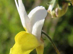 Nemesia floribunda flower profile