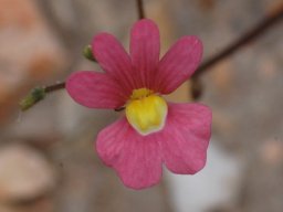 Nemesia fruticans darker flower