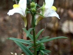 Nemesia fruticans showing spurs