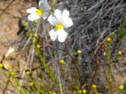 Nemesia fruticans flowering white