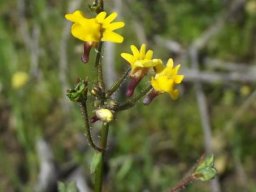 Nemesia gracilis