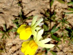 Nemesia ligulata