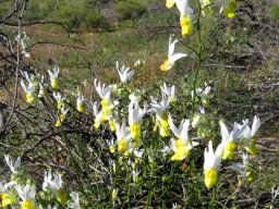 Nemesia ligulata many-flowered