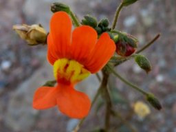 Nemesia pageae flower