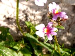 Nemesia strumosa