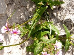 Nemesia strumosa leaves