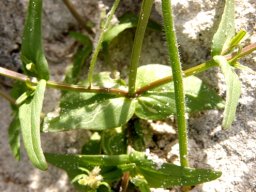 Nemesia strumosa stem and leaf differences