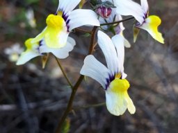 Nemesia versicolor