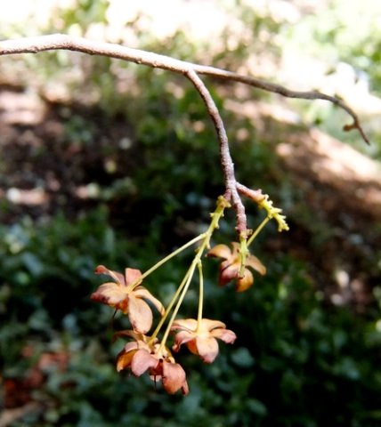 Ochna holstii sepals