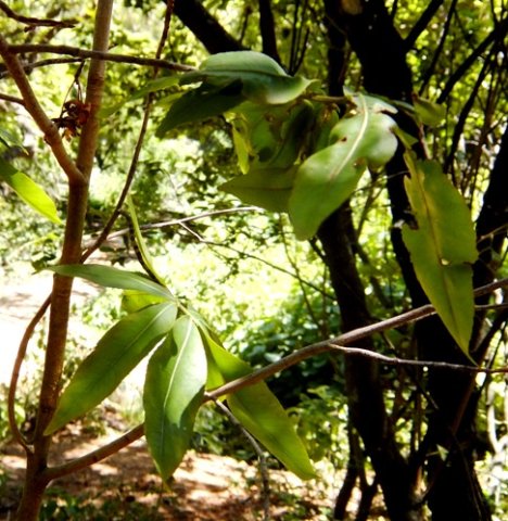 Ochna holstii leaves