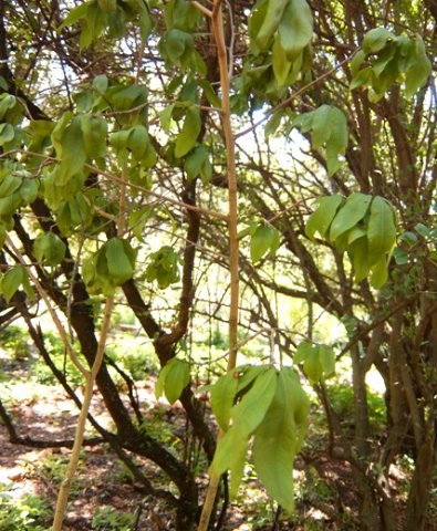 Ochna holstii