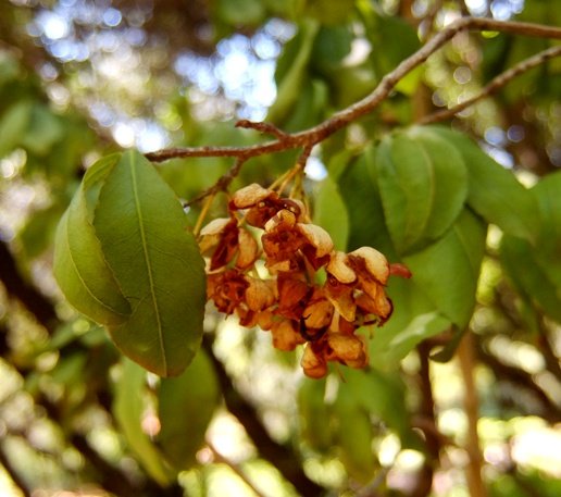 Ochna holstii old flowers