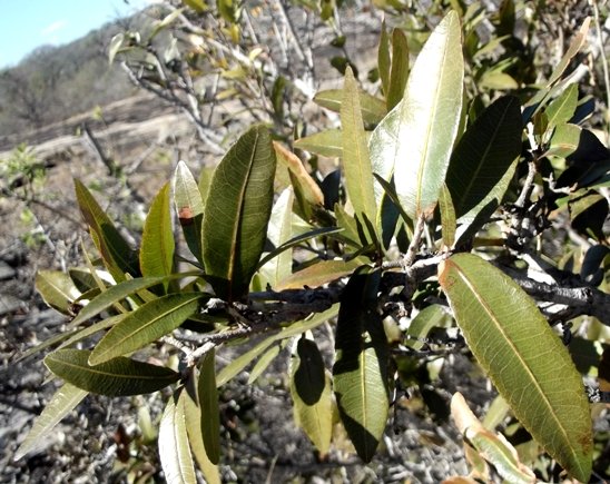 Ochna natalitia leaves