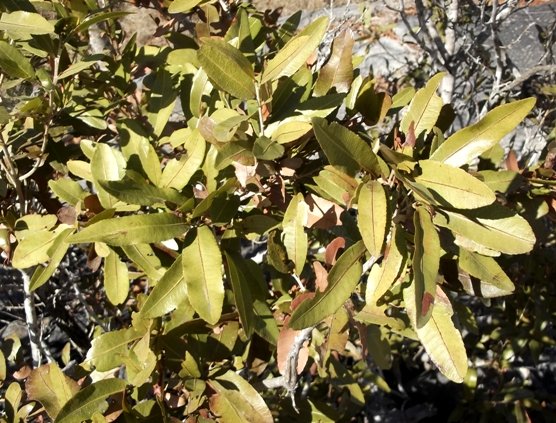 Ochna natalitia