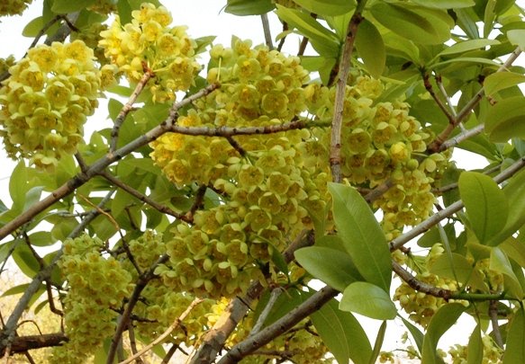 Ochna pulchra flowers and leaves