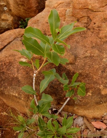 Ochna pulchra leaves