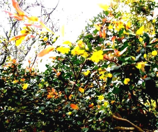 Ochna serrulata flowering