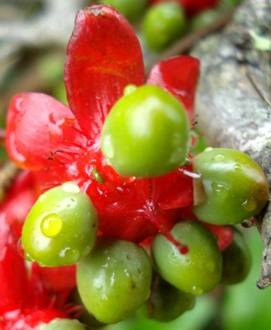 Ochna serrulata style, now maroon