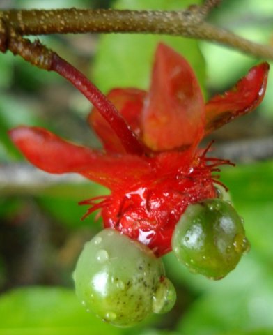 Ochna serrulata emerging fruit and stamen remains