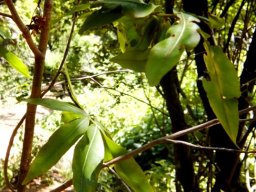 Ochna holstii leaves