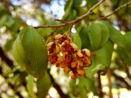 Ochna holstii old flowers