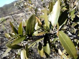 Ochna natalitia leaves