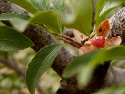 Ochna pretoriensis flowers and fruits