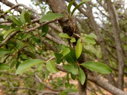 Ochna pretoriensis