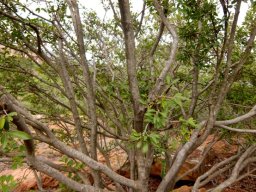 Ochna pretoriensis stems
