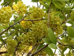Ochna pulchra flowers and leaves