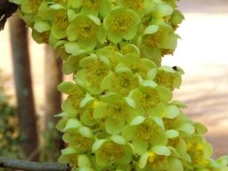 Ochna pulchra flowers