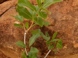 Ochna pulchra leaves