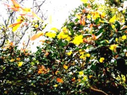 Ochna serrulata flowering