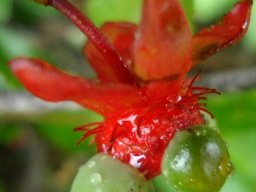 Ochna serrulata emerging fruit and stamen remains
