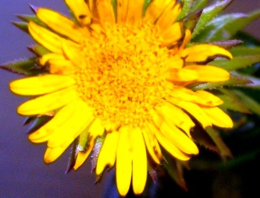 Oedera capensis flowerhead(s)
