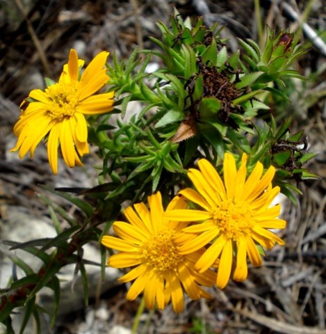 Oedera capensis, not the neatest daisy