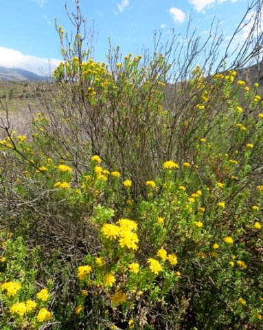 Oedera genistifolia