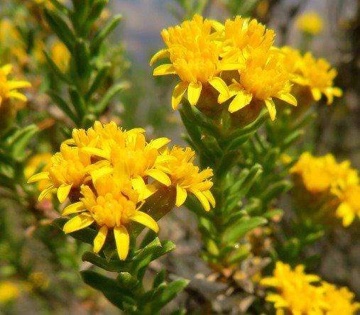 Oedera genistifolia flowerheads
