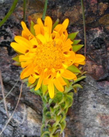 Oedera imbricata flowerhead