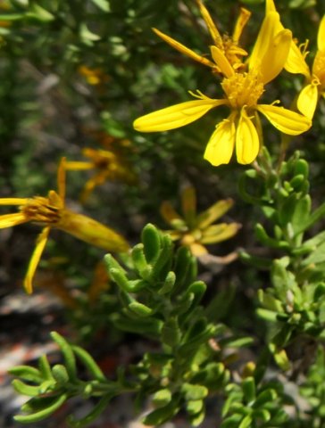 Oedera multipunctata ray appendages