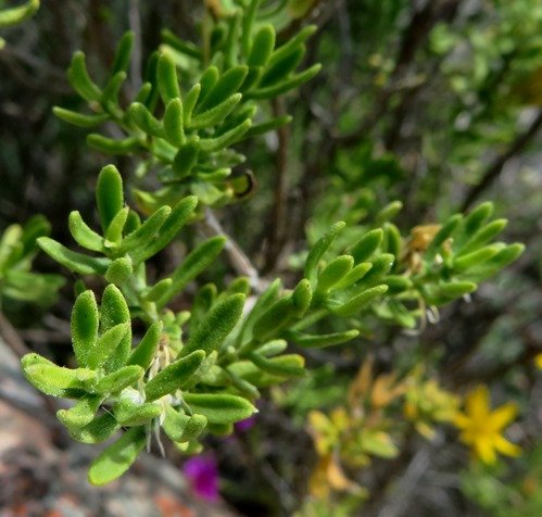 Oedera multipunctata leaves