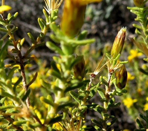 Oedera sedifolia before and after flowering