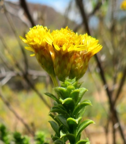 Oedera squarrosa involucres