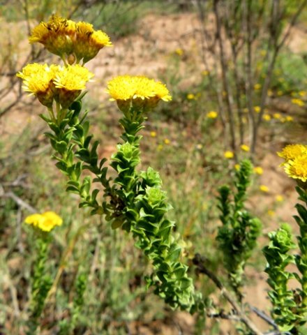 Oedera squarrosa leaves