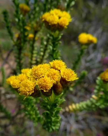 Oedera squarrosa bearing short rays