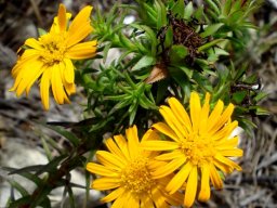 Oedera capensis, not the neatest daisy