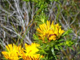 Oedera capensis