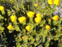 Oedera imbricata
