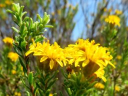 Oedera genistifolia leaves