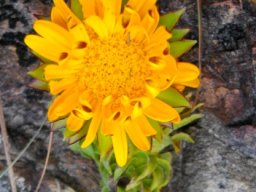 Oedera imbricata flowerhead